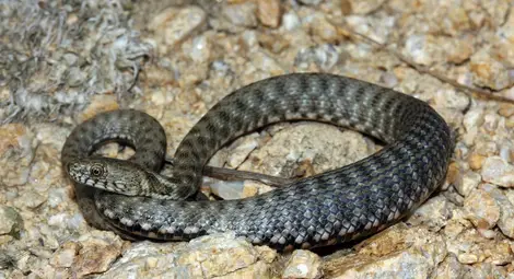 Змия изпълзя в кухнята на благоевградчанка, клъвна я, докато мие чинии