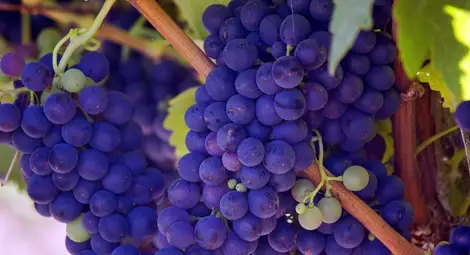 От 17 май стопаните могат да кандидатстват за застраховане на реколтата от винено грозде