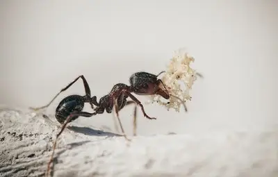 Учени твърдят, че мравки лекуват ранени дървета