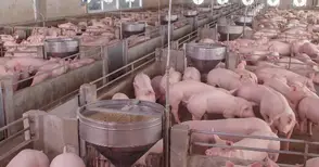 „Голямо Враново“ прави нов опит да отвори пътя за изграждане на свинеферма в Мартен