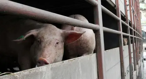 Няма данни за нови огнища на африканска чума по свинете