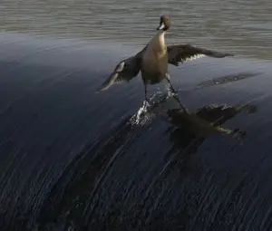 Да уцелиш точния момент! /галерия/