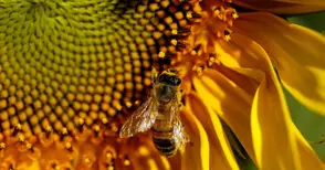 Нерегламентиран внос застрашава генофонда на българските пчели