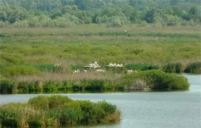 Пеликаните в Сребърна изтощени от любов, затова ги хваща птичи грип