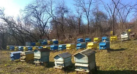 1200 пчелина жужат в Русенска област