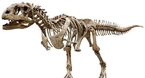 Цели скелети на динозаври открити в Сибир