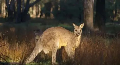 Австралиец подготвял терористичен акт с кенгуру