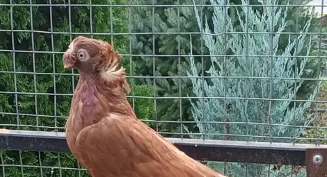 Регионална изложба на гълъби ще бъде представена  в Новград тази събота