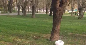 Неизвестни вандали отново посегнаха на лампите в парка