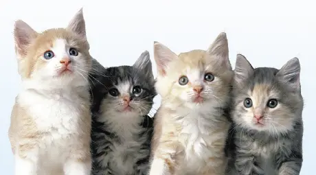 Тотото обявява конкурс за най-красив домашен любимец