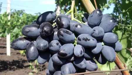 Как се ражда нов сорт грозде - с много знания и 20 години грижи като за малко дете