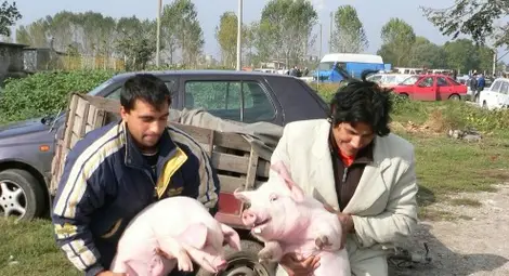 Обявиха бедствено положение и в Разградско заради чумата