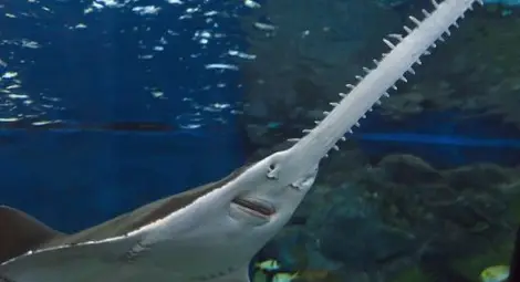 Непорочното зачатие не е мит