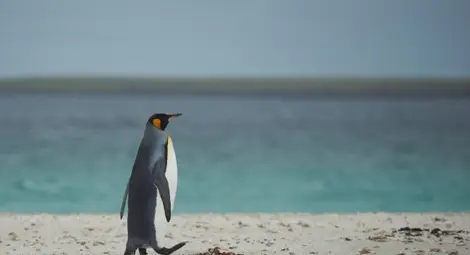 Шарлот &ndash; пингвинът, който се страхува от водата