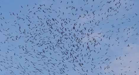 Щъркелите вече отлитат на юг 