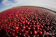 Червената боровинка увеличава имунитета през зимата