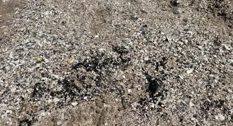 Снимки на замърсените плажове се разпространяват в социалните мрежи. Този кадър е публикуван от Стоян Тончев във Фейсбук Снимки на замърсените плажове се разпространяват в социалните мрежи. Този кадър е публикуван от Стоян Тончев във Фейсбук