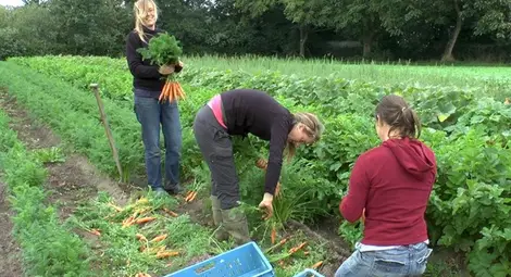 С 12 милиона лева бяха подпомогнати производители на плодове и зеленчуци С 12 милиона лева бяха подпомогнати производители на плодове и зеленчуци