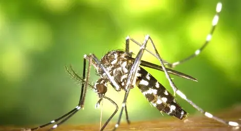 Пръскат срещу комари в община Сливо поле до идния вторник