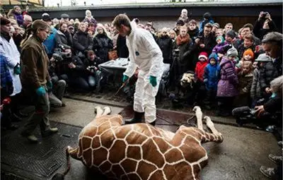 Природозащитник за убития в Дания жираф: Цинизмът на това деяние е огромен Природозащитник за убития в Дания жираф: Цинизмът на това деяние е огромен