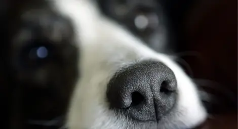 Кучетата диагностицират рак на простата