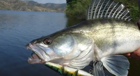 Уловът на бяла риба забранен от днес до 15 май