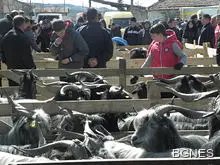 Овцевъдите готвят масови протести