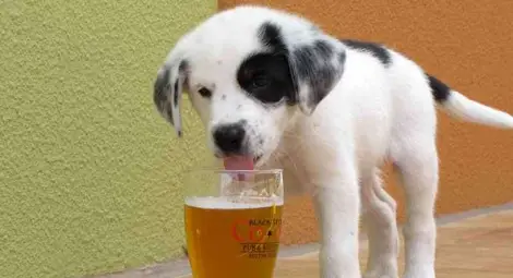 Бира за кучета