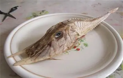 Уловиха неизвестно досега морско същество