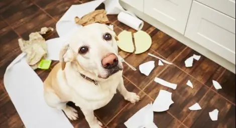 Животът с домашен любимец не може да бъде скучен
