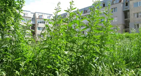 Глобиха новия &bdquo;Паркстрой&ldquo; заради джунглите из Русе