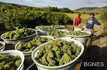 Франция отново е най-големият производител на вино в света