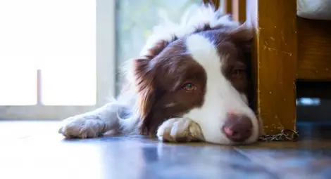 Наистина ли липсваме на кучетата ни, когато ни няма?