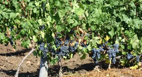 262 милиона лева наливат за 5 години в лозаро-винарския сектор