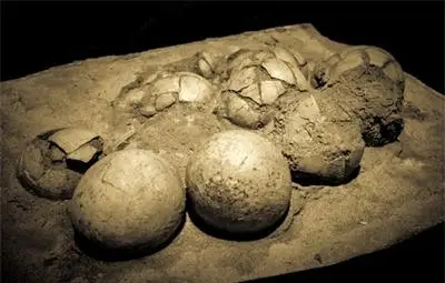 Откриха 43 яйца на динозавър, снесени преди 230 млн. години