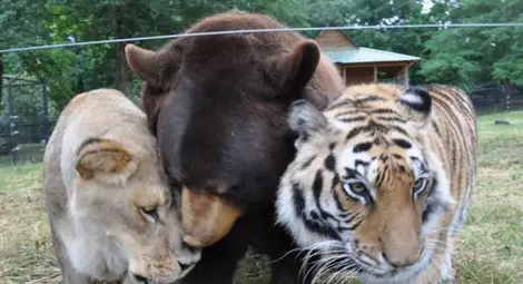 Невероятното приятелство между лъв, тигър и мечка
