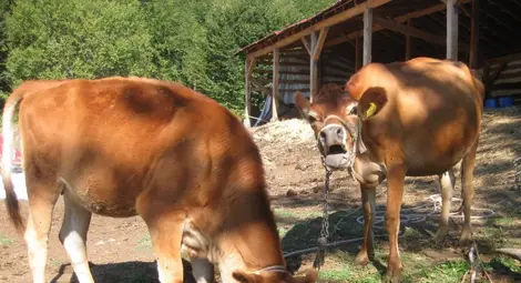 Дават по 122 eвро субсидия за месодайни крави Дават по 122 eвро субсидия за месодайни крави