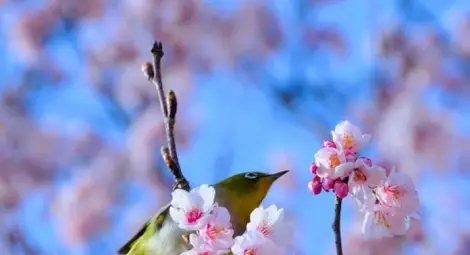Синоптици посочиха кога през март ще вали сняг и кога идва истинската пролет 