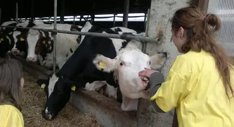 438 млечни ферми в Русенско затварят от Нова година 438 млечни ферми в Русенско затварят от Нова година