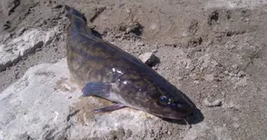 „Бул Фиш“ ще развъжда  деликатесни риби в хале