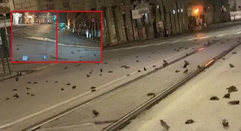 Измрели птици и уцелени самолети: Все повече щети от новогодишните фойерверки по цял свят