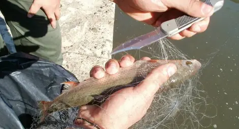 Извадиха забранени  &bdquo;парашути&ldquo; от Дунав