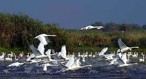 Заради високото ниво на Дунав са отворени шлюзовете за връзка с реката на резервата "Сребърна"