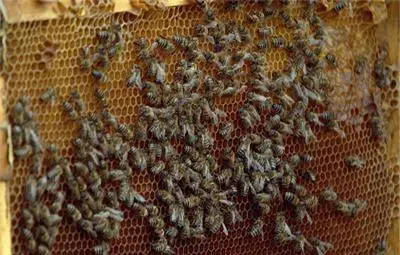 Фонд „Земеделие” организира информационни дни за пчеларите Фонд „Земеделие” организира информационни дни за пчеларите