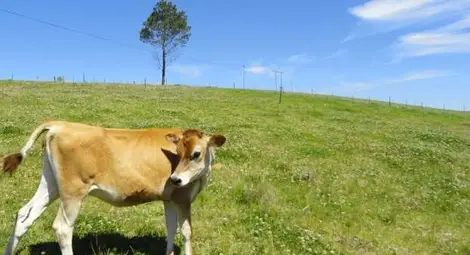 Хаос в земеделието Хаос в земеделието