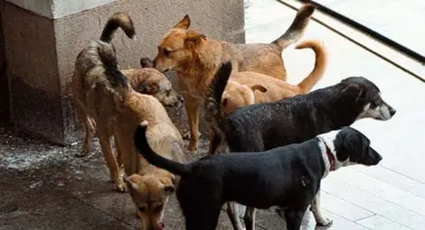 За месец в общинския приют за безстопанствени животни в Русе са осиновени 53 кучета 
