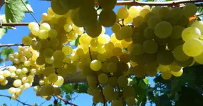 Производството на грозде расте с 4.6% годишно