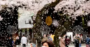 Пикниците под цъфтящите вишни в Япония - между традицията и растящите цени