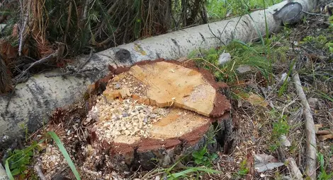 173 мобилни екипа тръгват на проверки за незаконна сеч