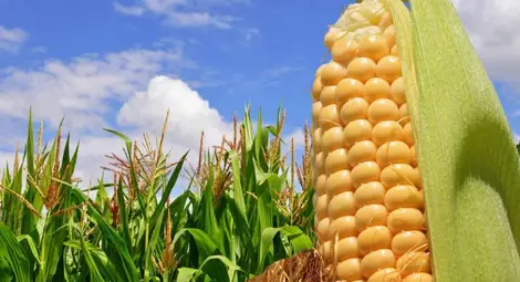 Очаква се рекорден износ на царевица Очаква се рекорден износ на царевица